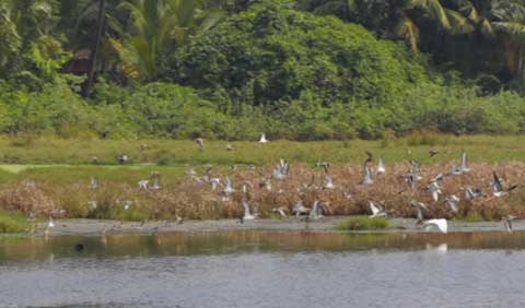 biodiversity