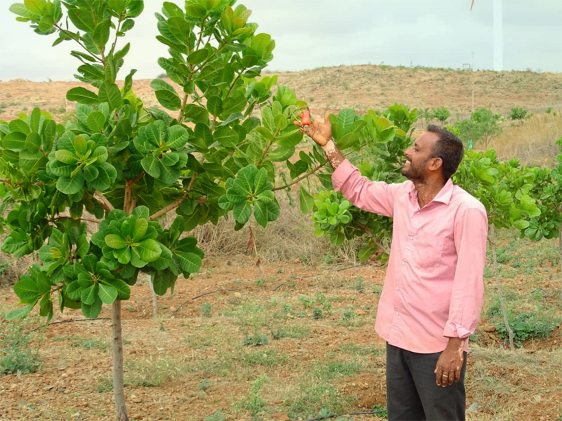 Chandrappa's crops