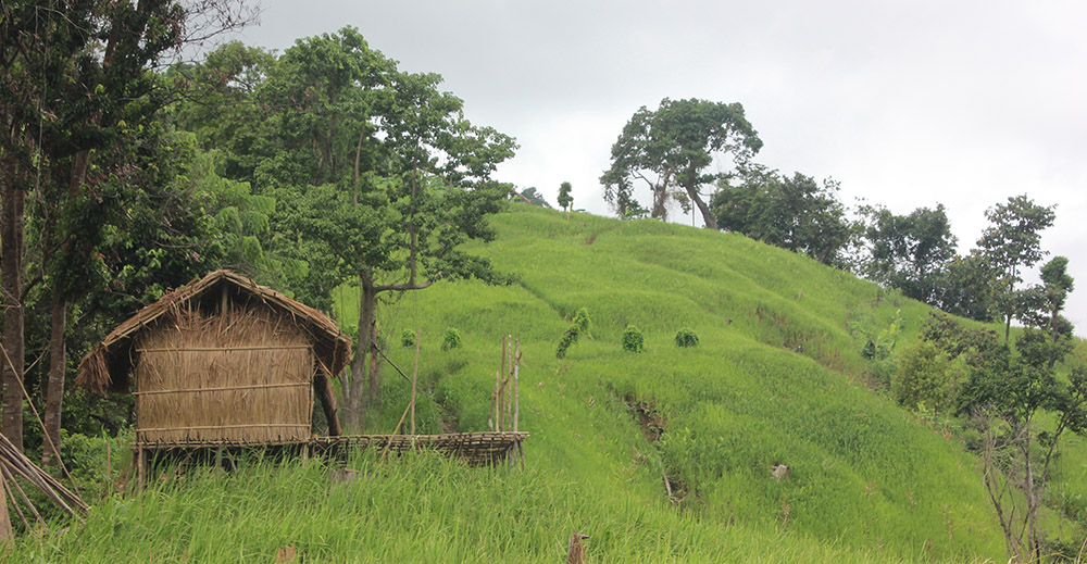 Jhum Cultivation