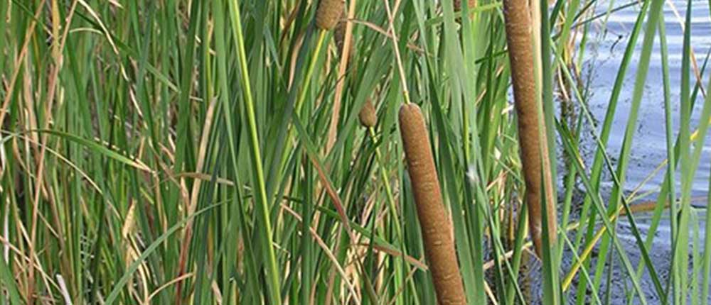 Bullrush plant