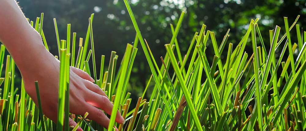 Climate resilient crops