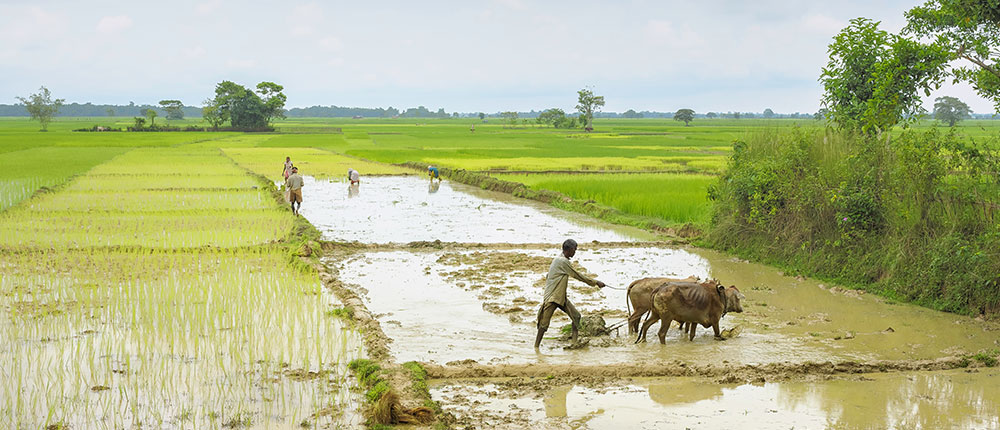 Farm sector