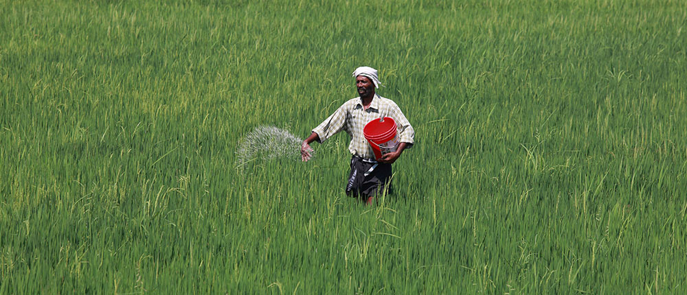 Fertiliser rice