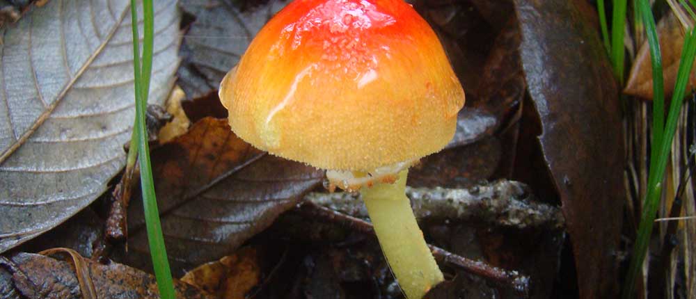 Fly agaric