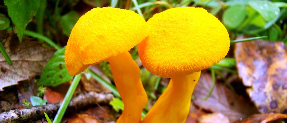 Golden bolete