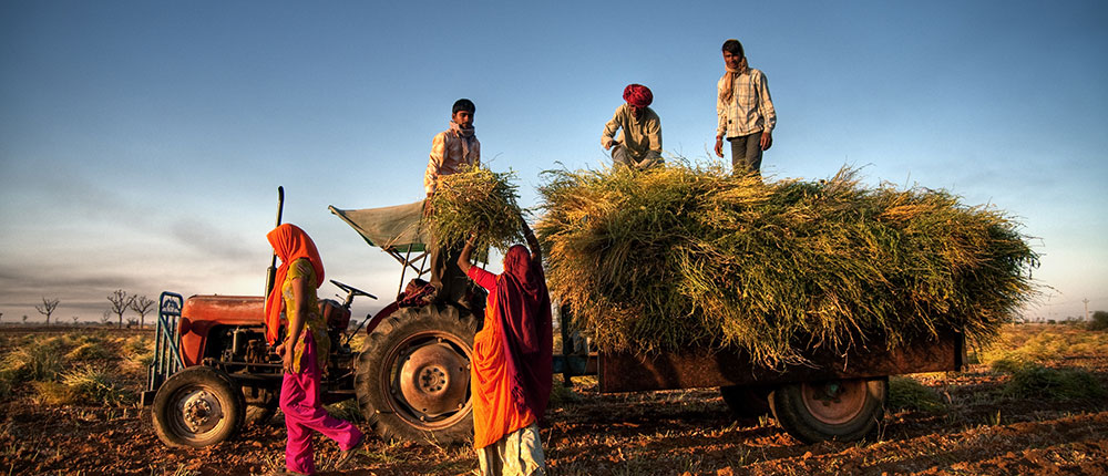 Indian agriculture