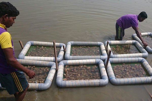 Oyster Cultivation