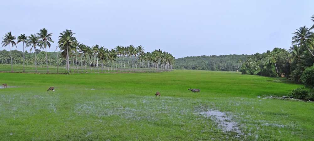 touring goa wetland