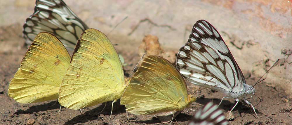 World of butterflies